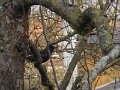 Blumen und Vögel im Winter 1 (18)